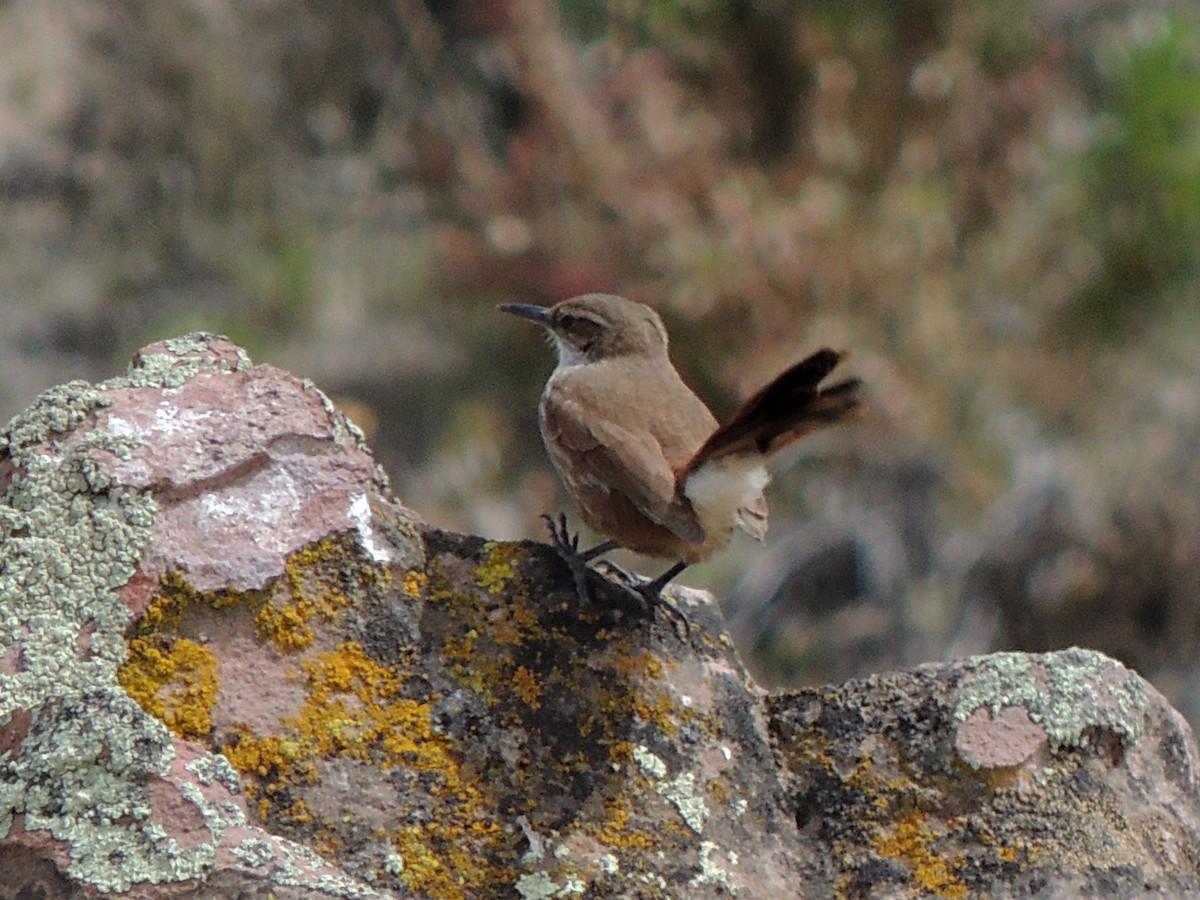 Straight-billed Earthcreeper - ML643555042