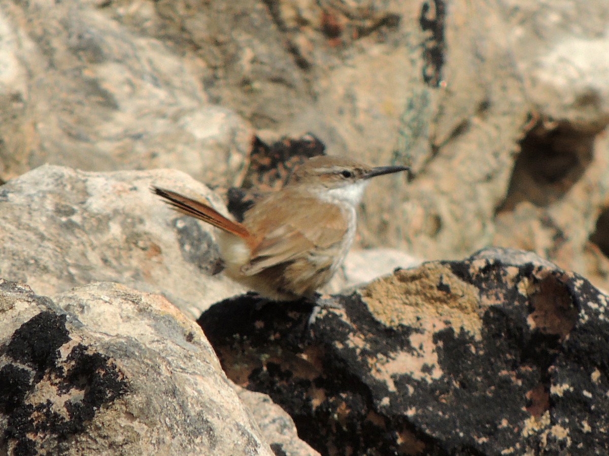 Straight-billed Earthcreeper - ML643555043