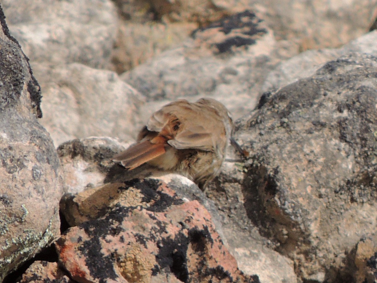Straight-billed Earthcreeper - ML643555044