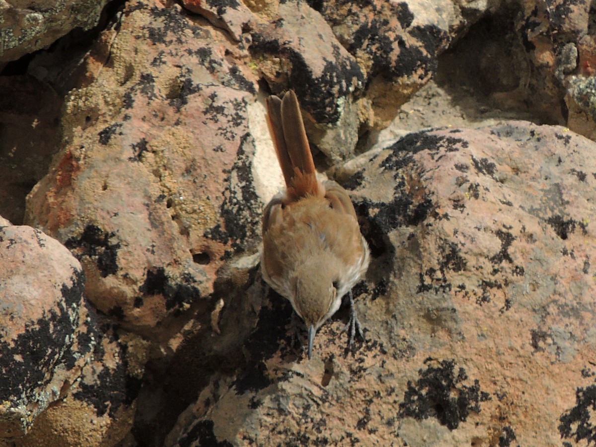 Straight-billed Earthcreeper - ML643555046