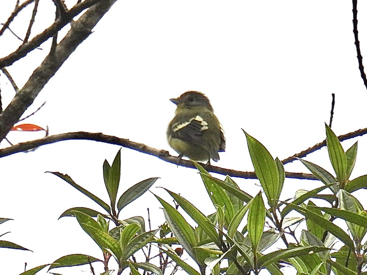 Wing-barred Piprites - ML643555047