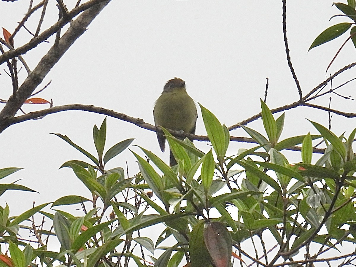 Wing-barred Piprites - ML643555048