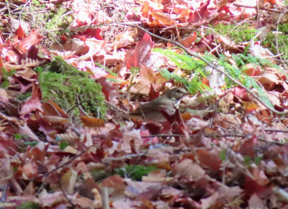 Hermit Thrush - ML643555050
