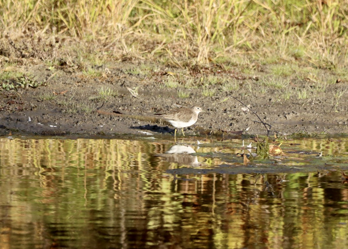 Solitary Sandpiper - ML643555062