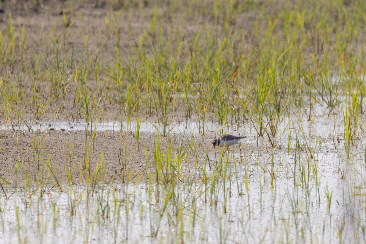 Common Ringed Plover - ML643555078