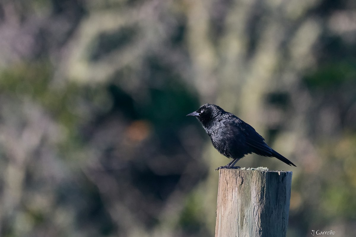 Austral Blackbird - ML643555083