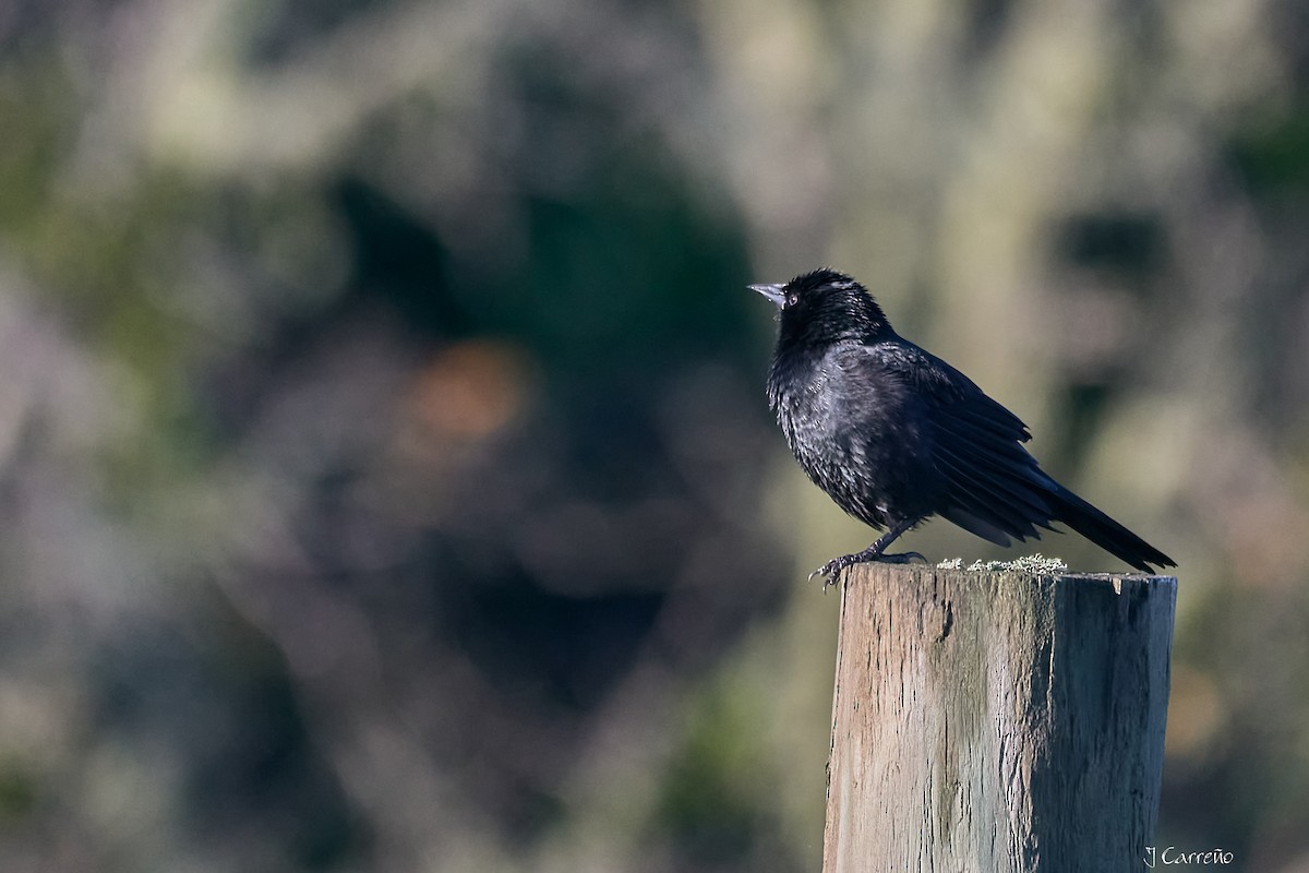 Austral Blackbird - ML643555084