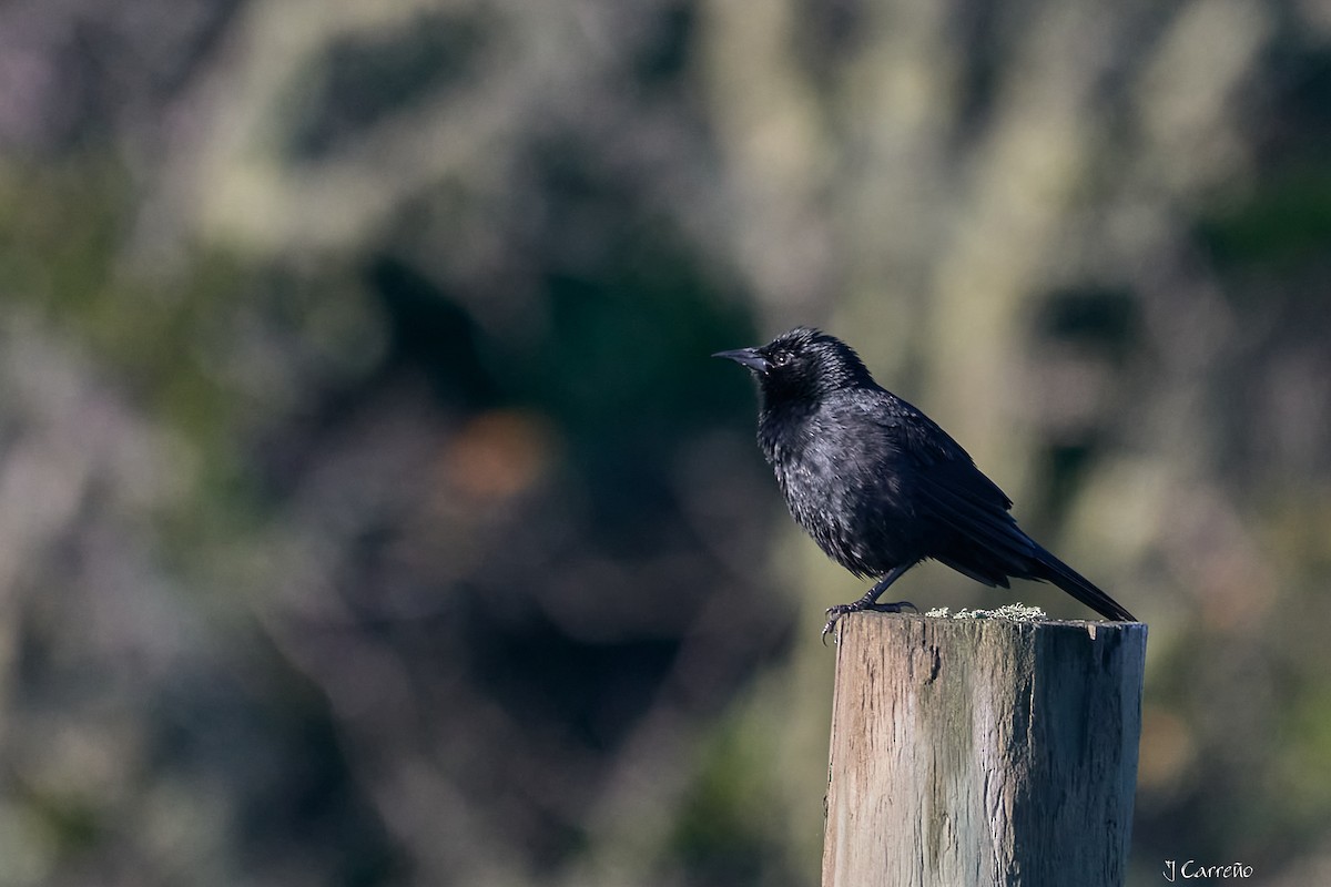 Austral Blackbird - ML643555085