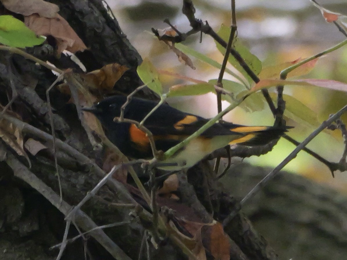 American Redstart - ML643555097