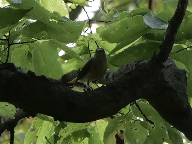 American Redstart - ML643555098