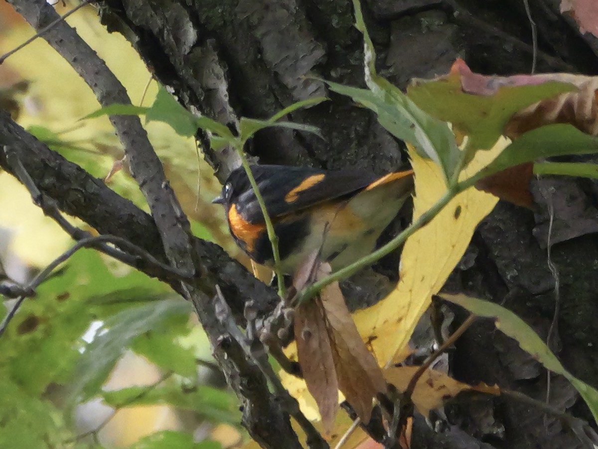 American Redstart - ML643555099