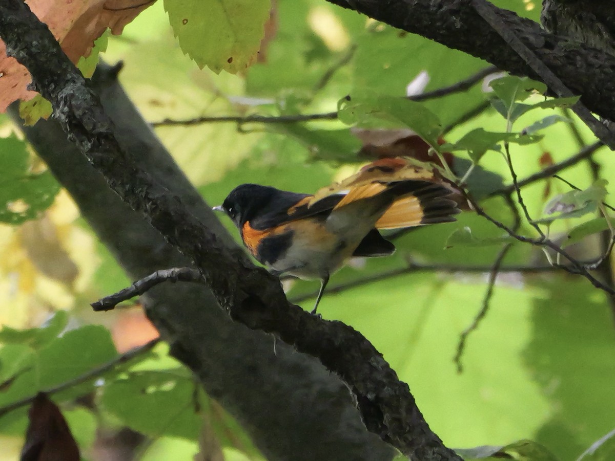 American Redstart - ML643555100