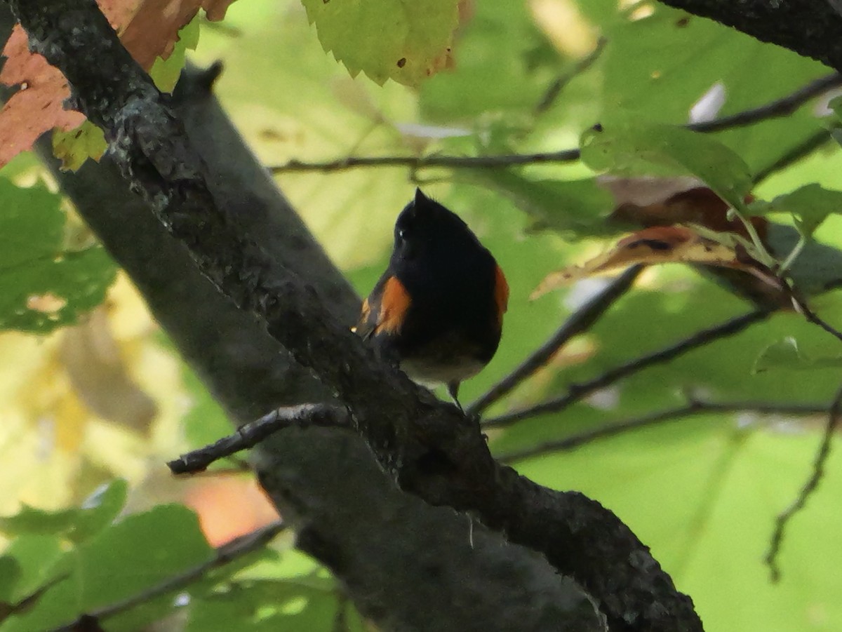American Redstart - ML643555101