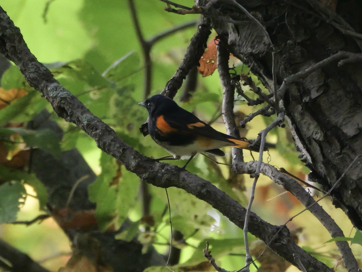 American Redstart - ML643555104