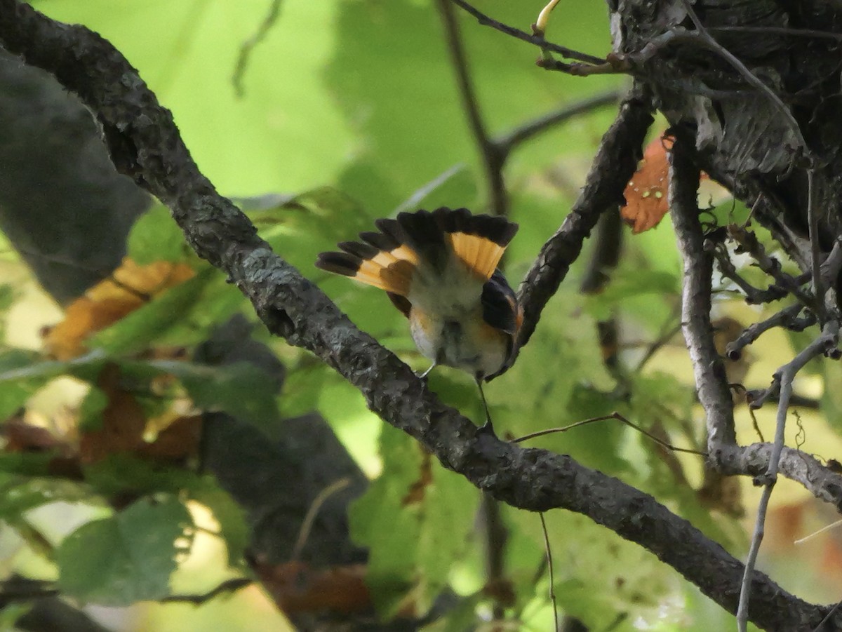 American Redstart - ML643555105
