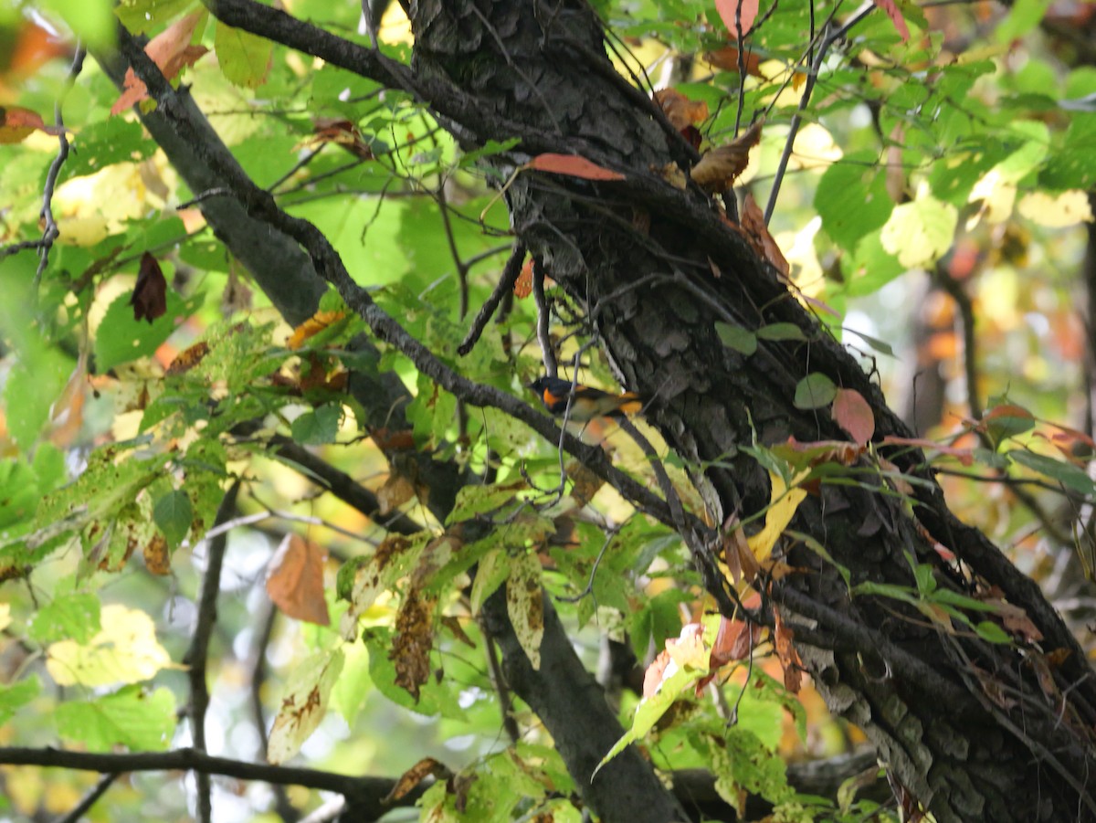 American Redstart - ML643555108