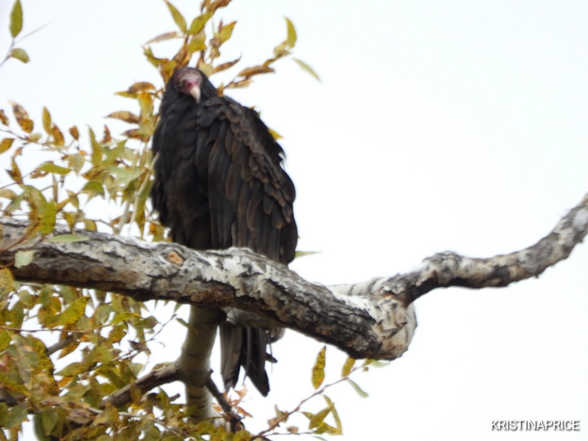 Turkey Vulture - ML643555124