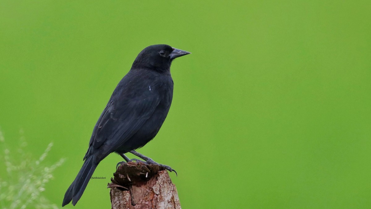 Red-shouldered Blackbird - ML643555126