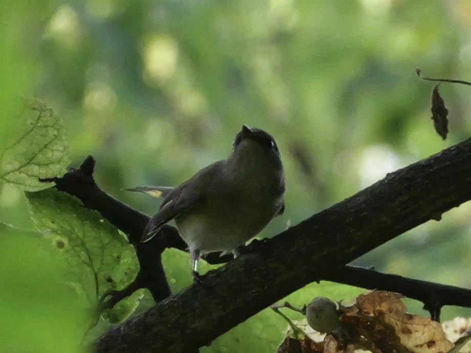 American Redstart - ML643555139