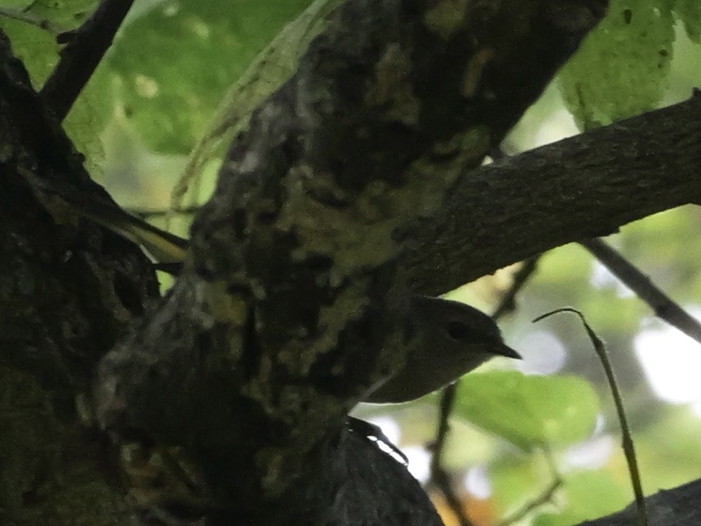 American Redstart - ML643555140