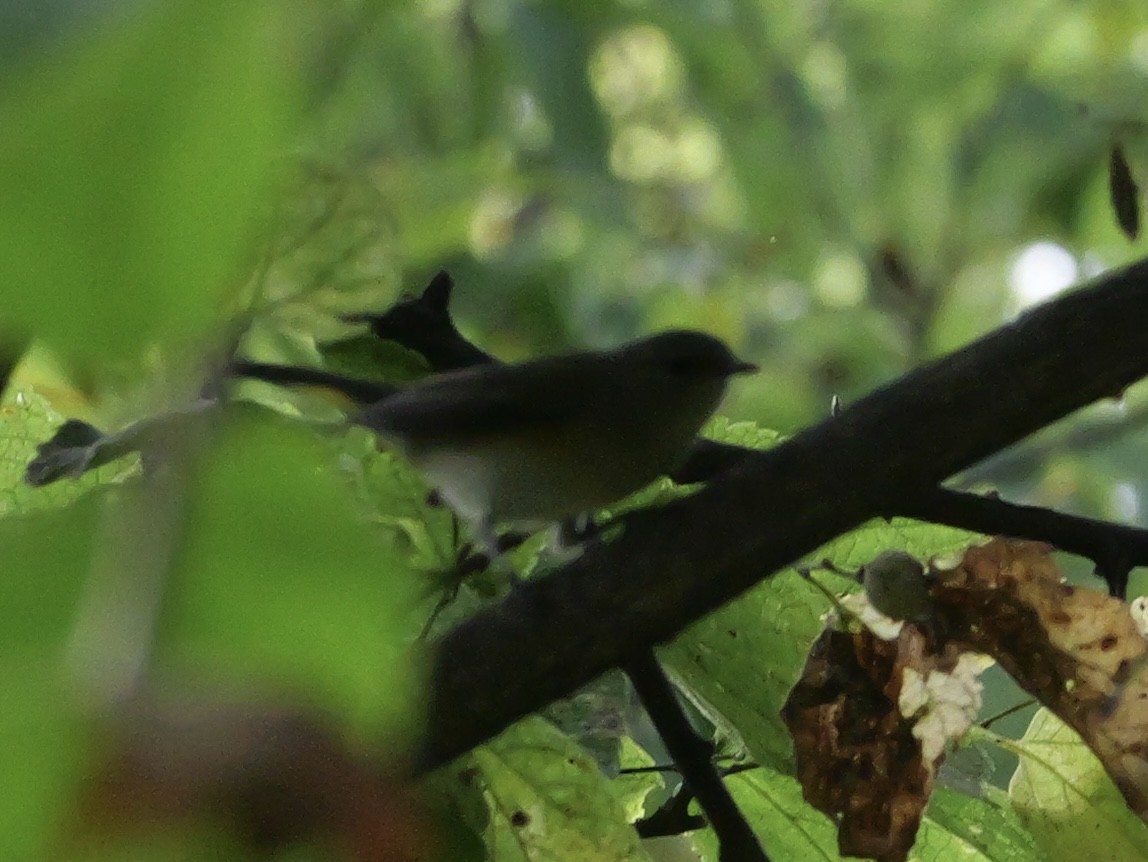 American Redstart - ML643555141