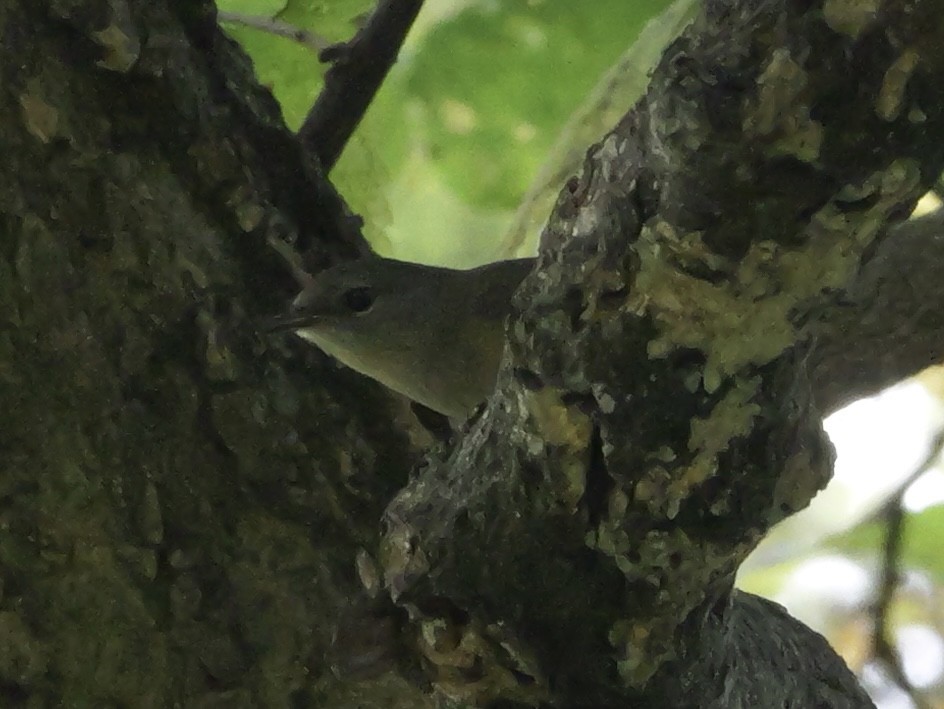 American Redstart - ML643555142