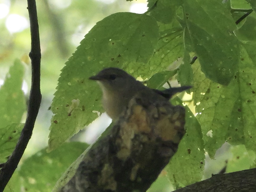 American Redstart - ML643555143