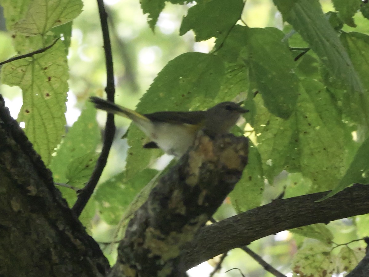 American Redstart - ML643555145