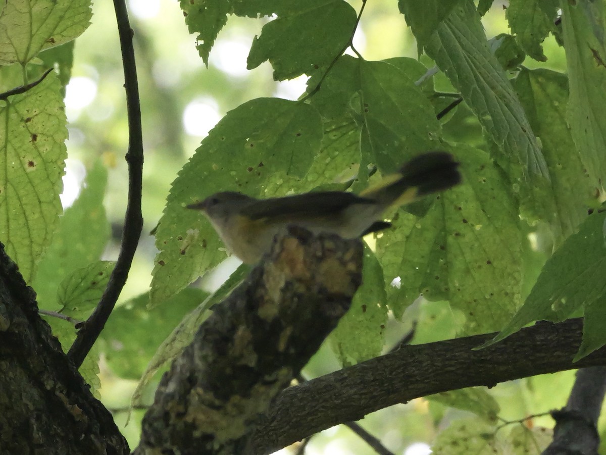 American Redstart - ML643555146