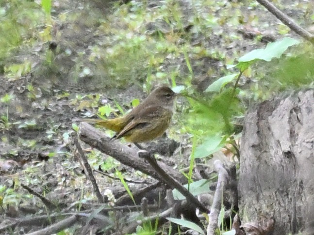 Palm Warbler - ML643555149