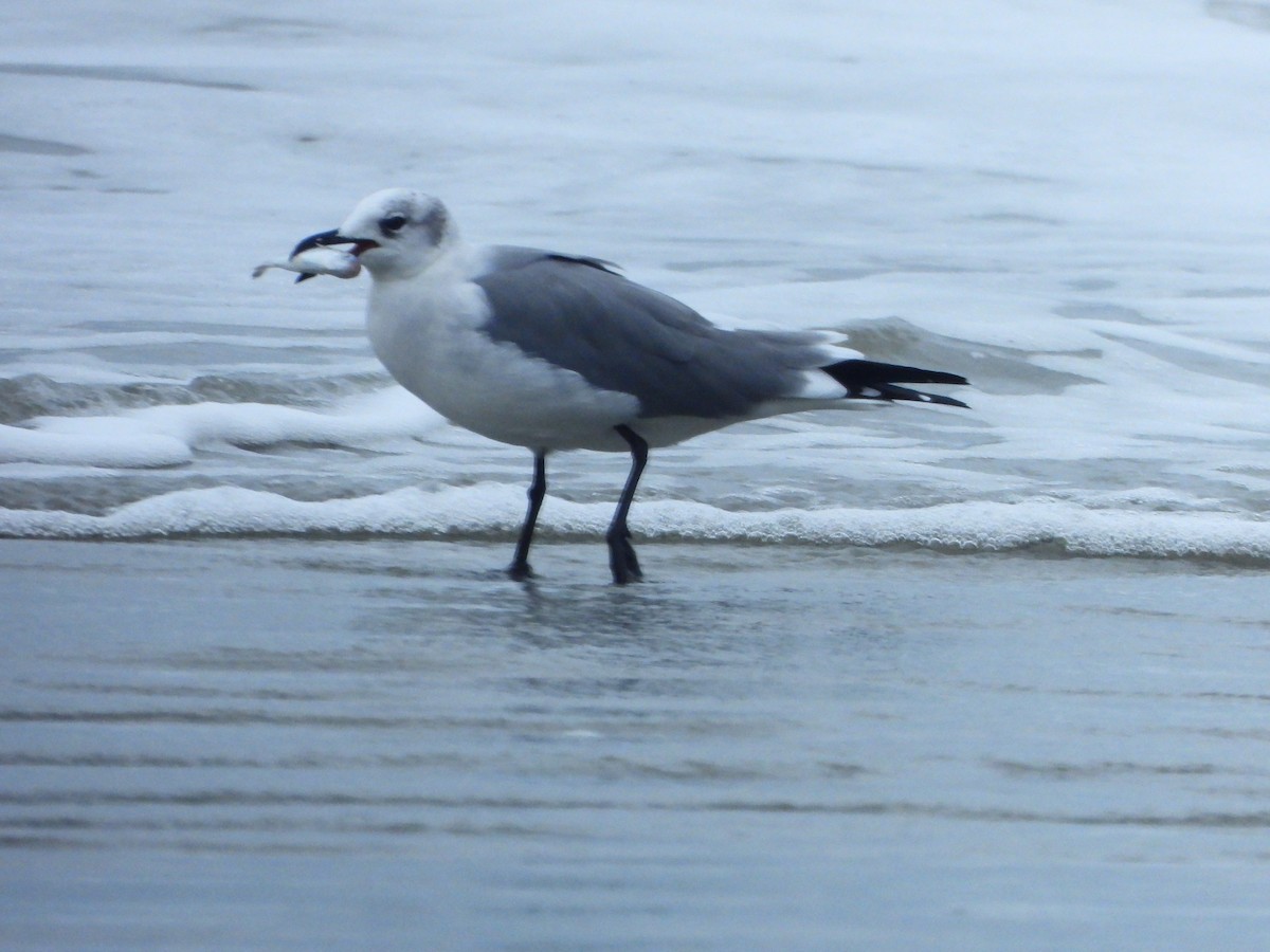 Laughing Gull - ML643555151