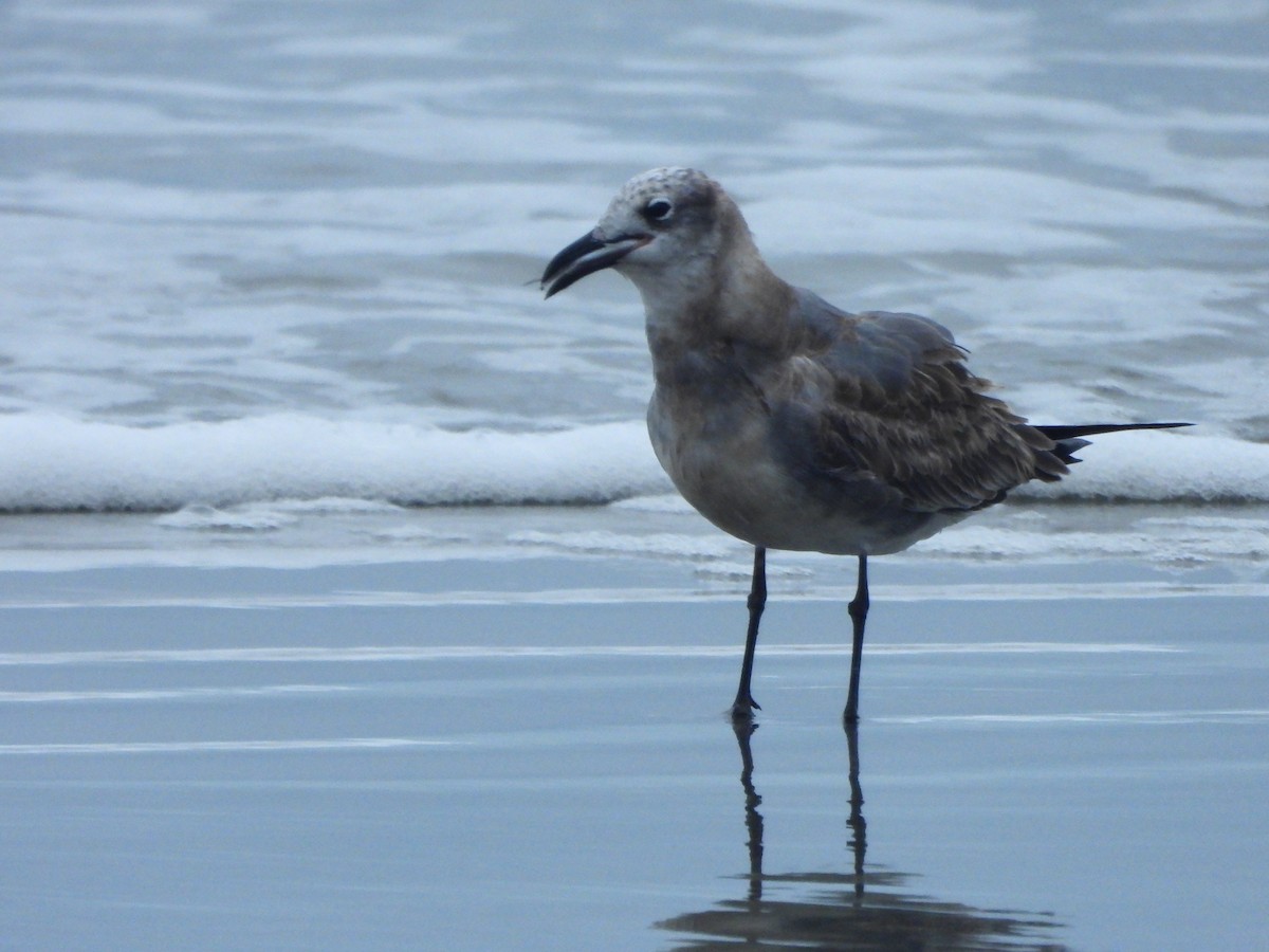 Laughing Gull - ML643555156