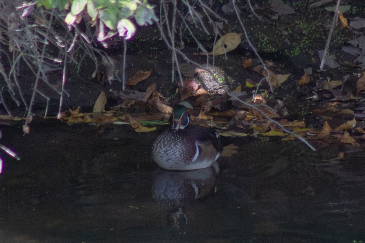 Каролинская утка - ML643555164