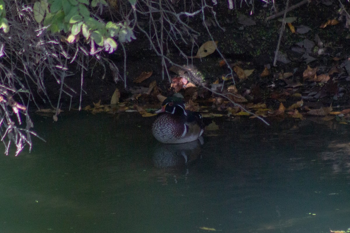 Каролинская утка - ML643555165