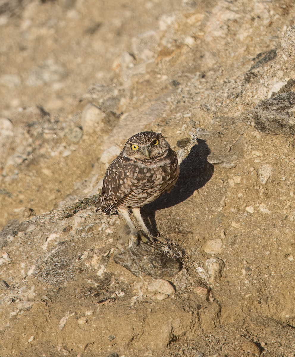 アナホリフクロウ - ML643555170