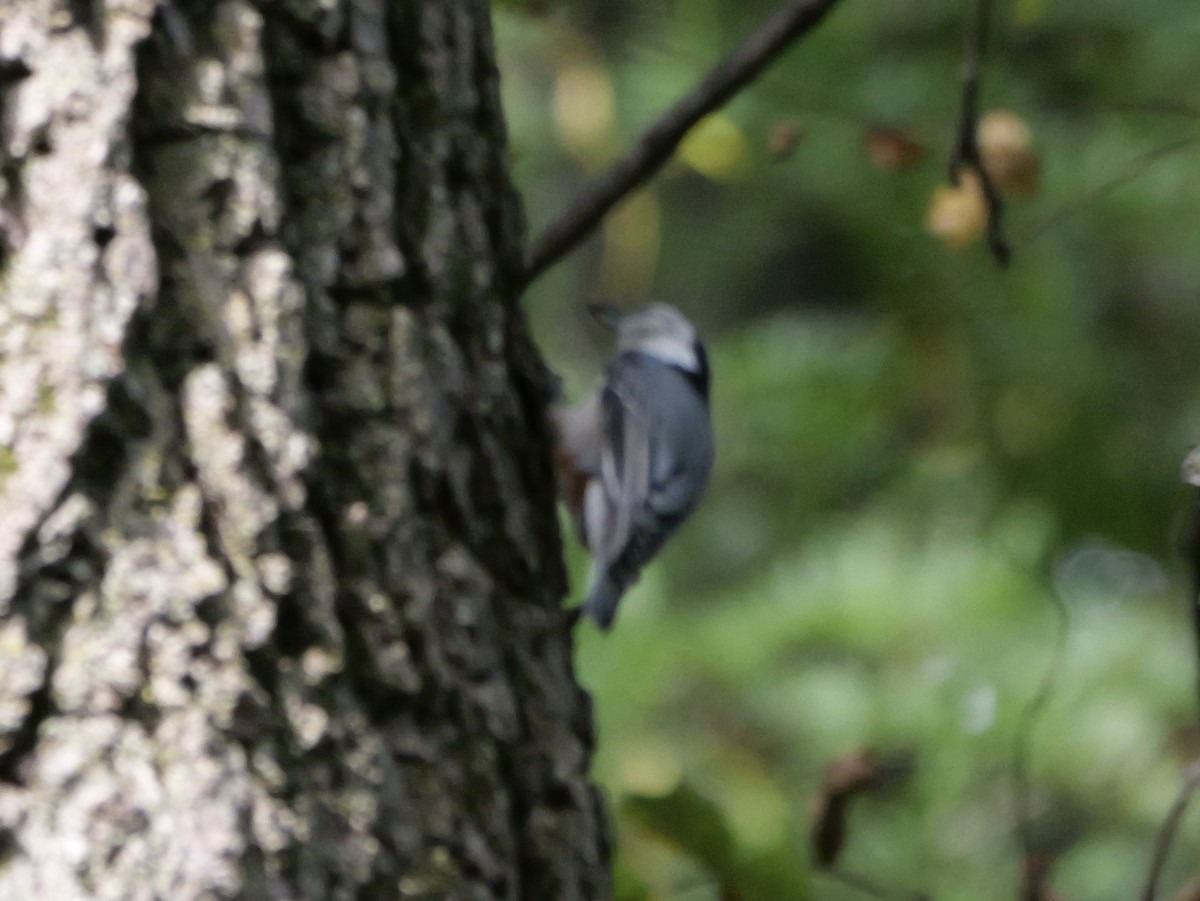 ムナジロゴジュウカラ（carolinensis） - ML643555171