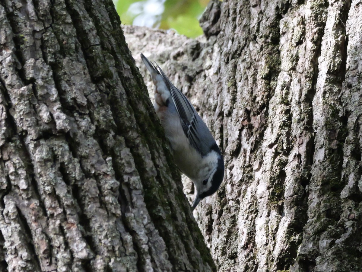 ムナジロゴジュウカラ（carolinensis） - ML643555172