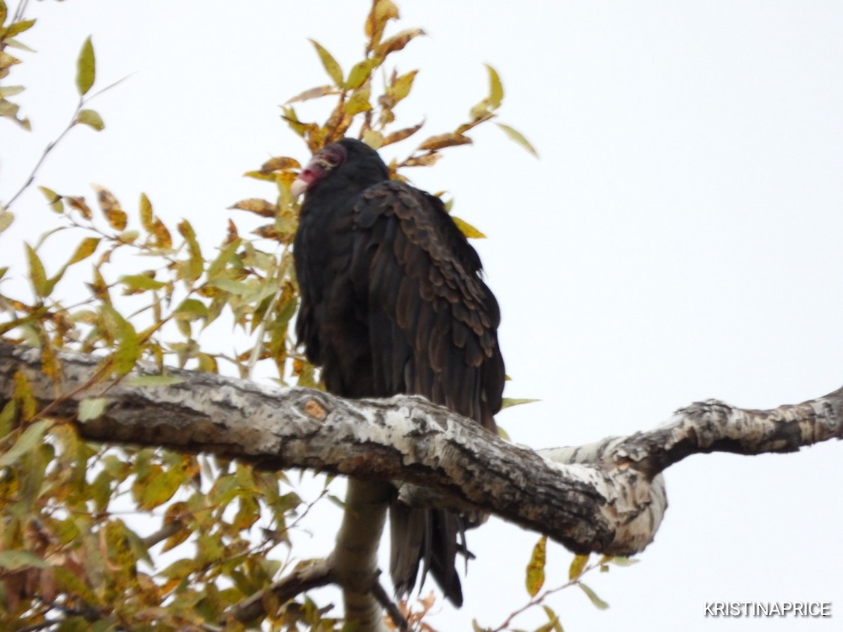 Turkey Vulture - ML643555173