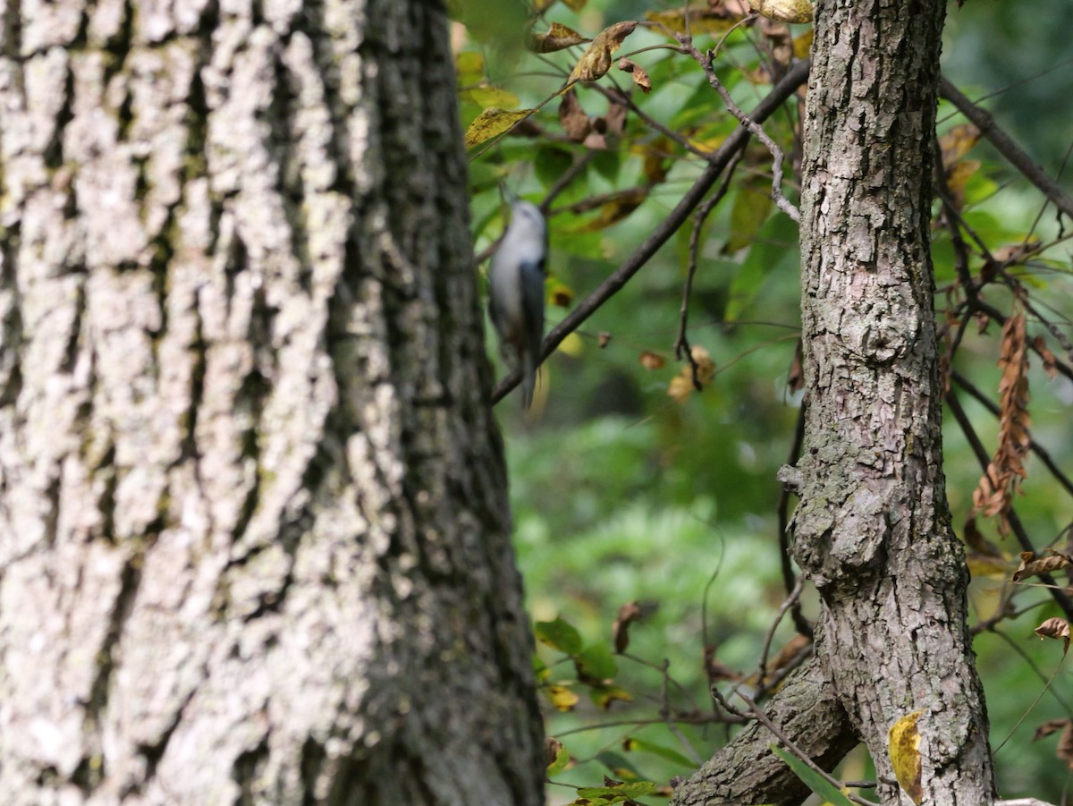 ムナジロゴジュウカラ（carolinensis） - ML643555174