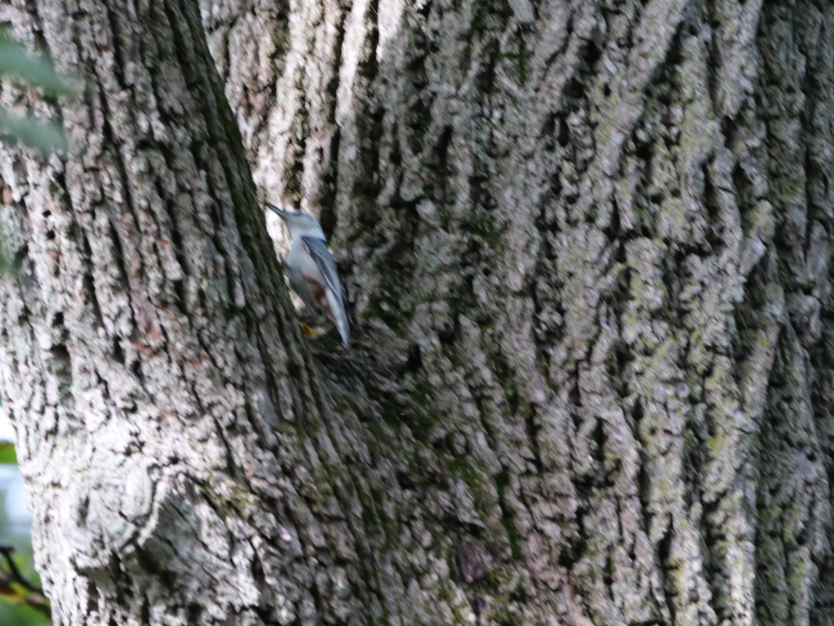 ムナジロゴジュウカラ（carolinensis） - ML643555175
