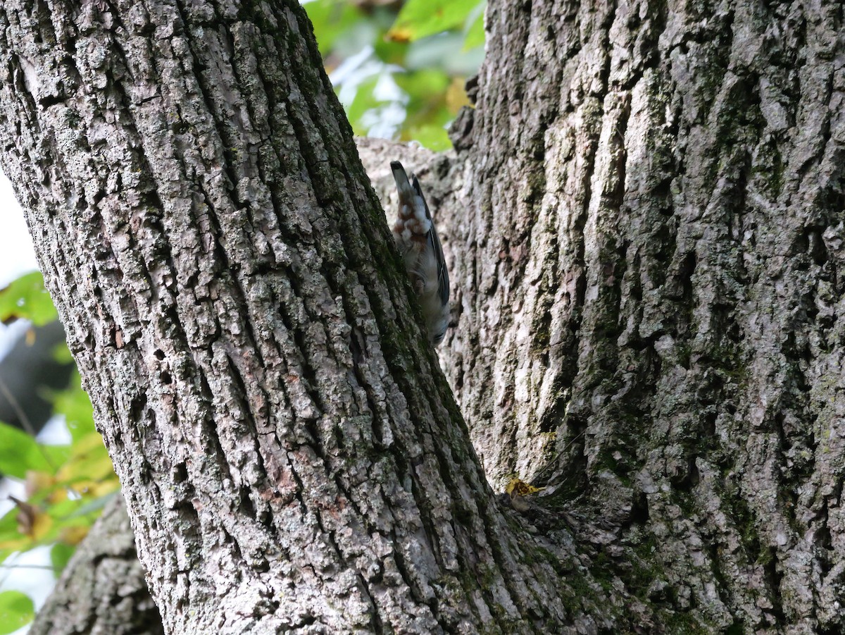 ムナジロゴジュウカラ（carolinensis） - ML643555176