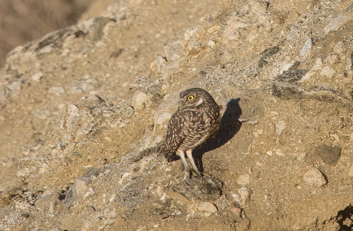 アナホリフクロウ - ML643555177