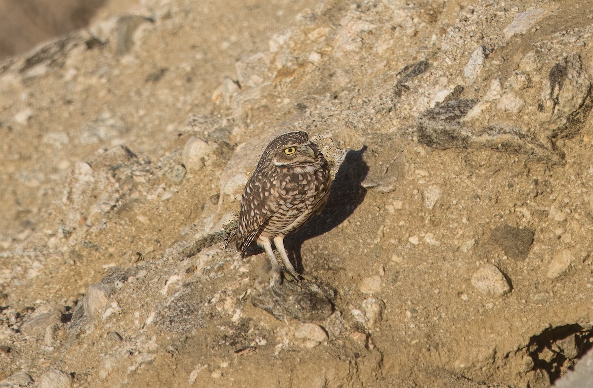 アナホリフクロウ - ML643555180