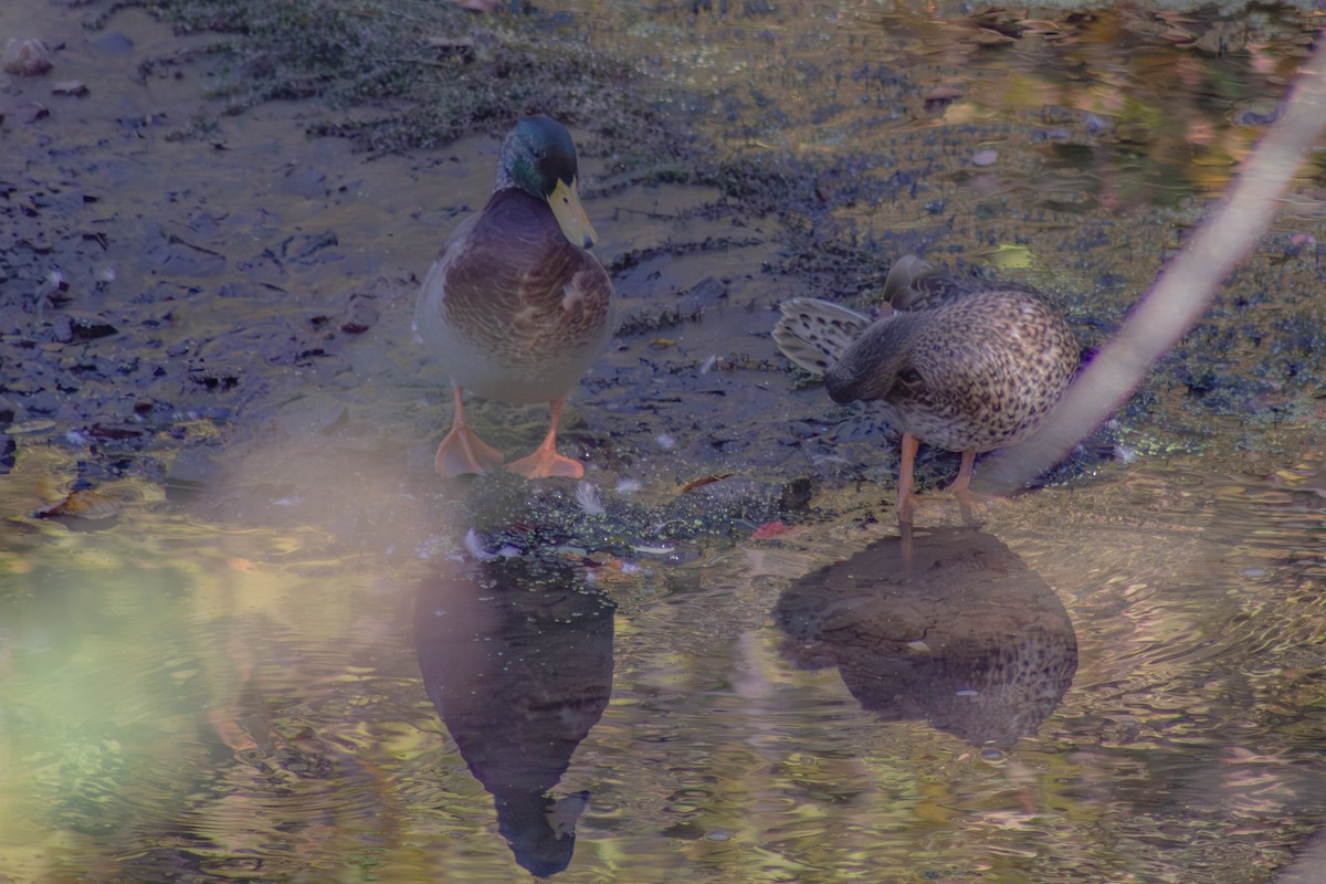 マガモ - ML643555181
