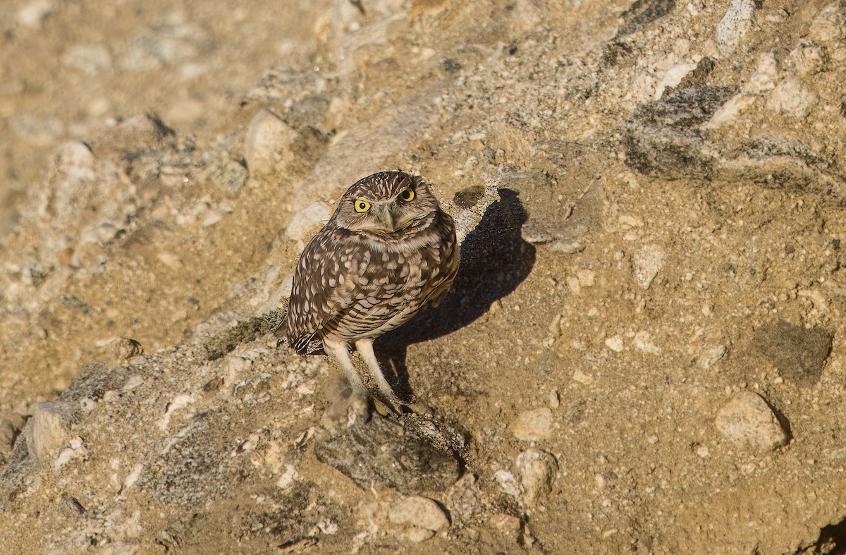 アナホリフクロウ - ML643555184