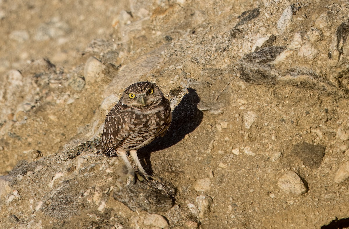 アナホリフクロウ - ML643555187