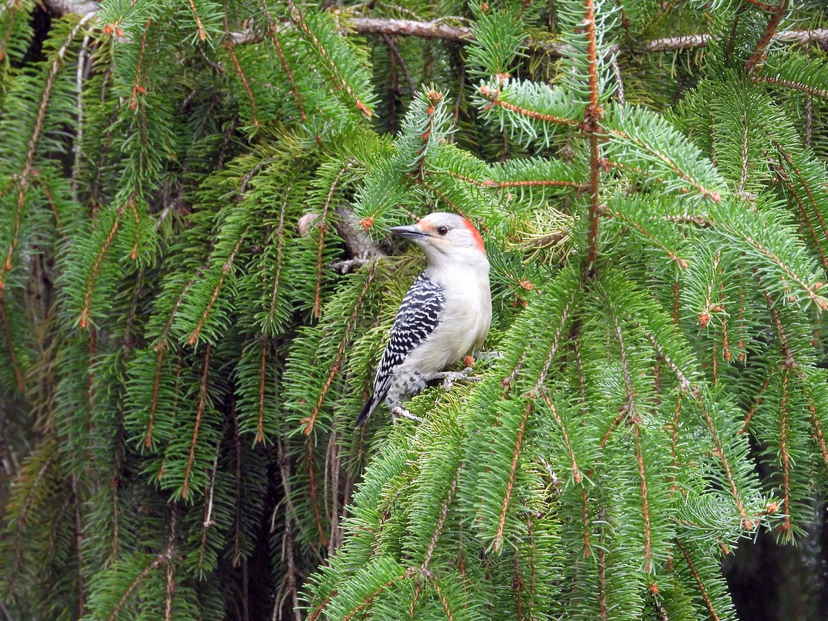 Red-bellied Woodpecker - ML643555207