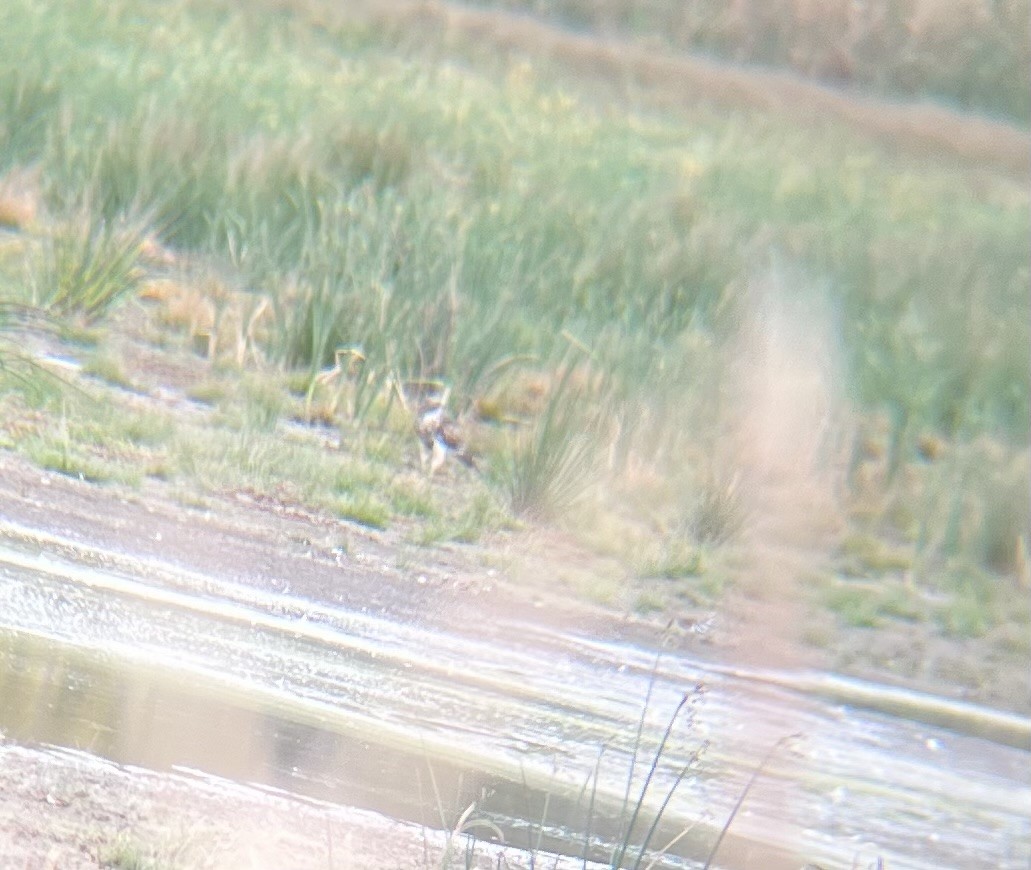 hawk sp. - ML643555208