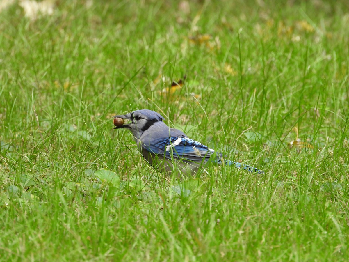 Blue Jay - ML643555215
