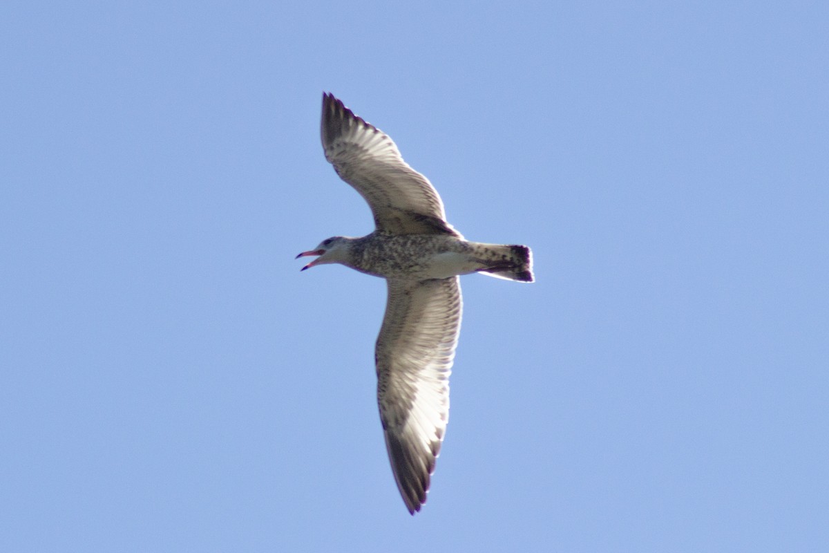 Делавэрская чайка - ML643555219